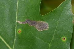 Coptotriche castaneaeella