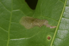 Coptotriche castaneaeella