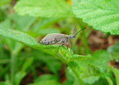 Epicauta minutepunctata