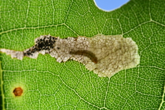 Coptotriche castaneaeella