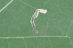 Stigmella nigriverticella