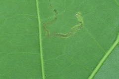 Stigmella nigriverticella