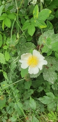 Rosa arvensis