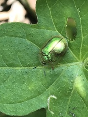 Charidotella succinea