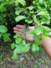 Achatocarpus oaxacanus