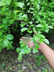 Achatocarpus oaxacanus