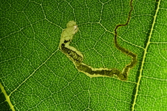 Stigmella nigriverticella