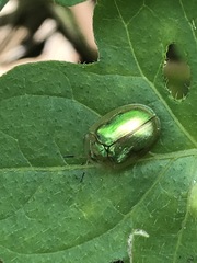 Charidotella succinea
