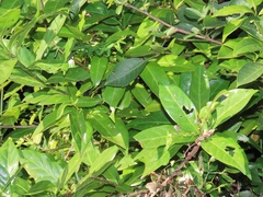 Kraussia floribunda