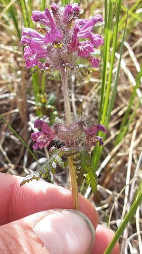 Whorled Lousewort