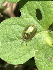 Charidotella succinea