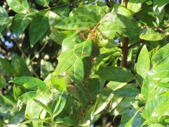 Kraussia floribunda