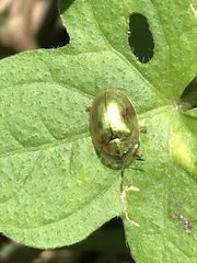 Charidotella succinea