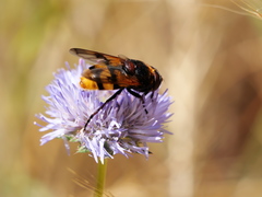 Volucella elegans