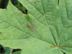 Nephrotoma flavescens