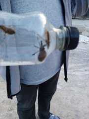 Triatoma infestans