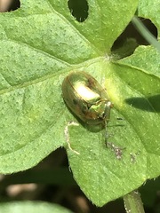 Charidotella succinea