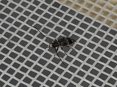 Exocentrus lusitanus