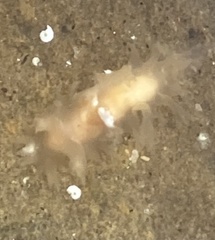 Tritonicula myrakeenae