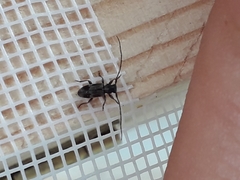 Exocentrus lusitanus