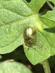 Charidotella succinea
