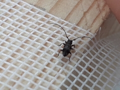 Exocentrus lusitanus