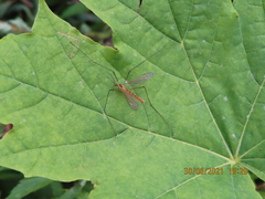 Nephrotoma flavescens