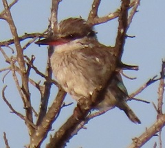 Halcyon chelicuti chelicuti