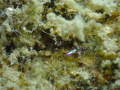 Stylochoidea