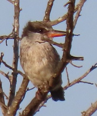 Halcyon chelicuti chelicuti