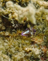 Stylochoidea