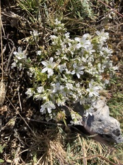 Arenaria erinacea