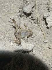 Anuroctonus phaiodactylus