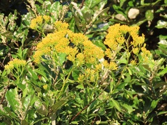 Senecio pleistocephalus