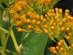 Senecio pleistocephalus