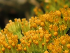 Senecio pleistocephalus