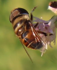 Phytomia erratica