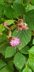Silene dioica