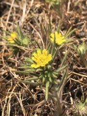 Centromadia fitchii