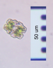 Euastrum denticulatum