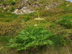 Molopospermum peloponnesiacum
