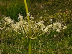 Molopospermum peloponnesiacum