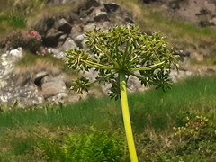 Molopospermum peloponnesiacum