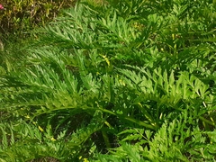 Molopospermum peloponnesiacum