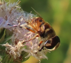 Phytomia erratica