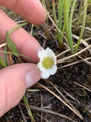 Ranunculus pallasii