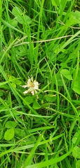 Trifolium repens