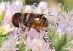Phytomia erratica