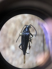 Typocerus lugubris