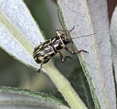 Pachybrachis hieroglyphicus